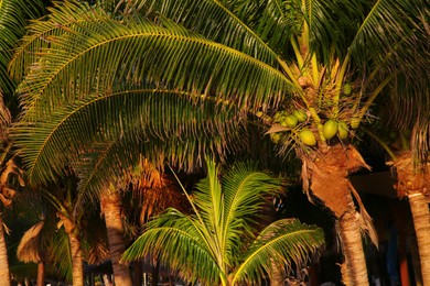 View of coconut palm trees with green leaves on sunny day