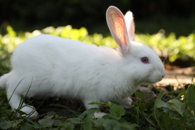 Photo of Cute white rabbit near tree stump on green grass outdoors
