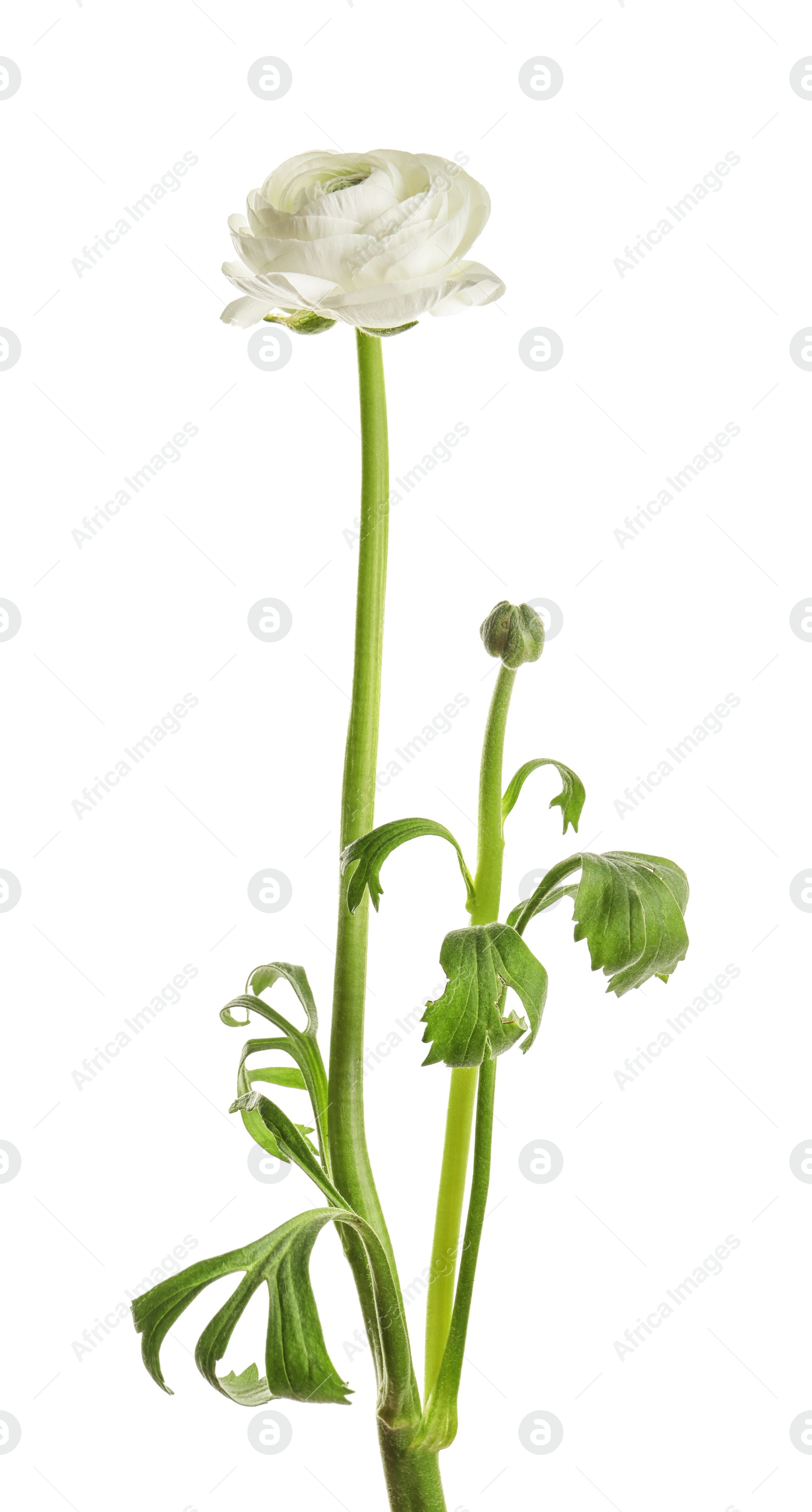 Photo of Beautiful ranunculus flower on white background