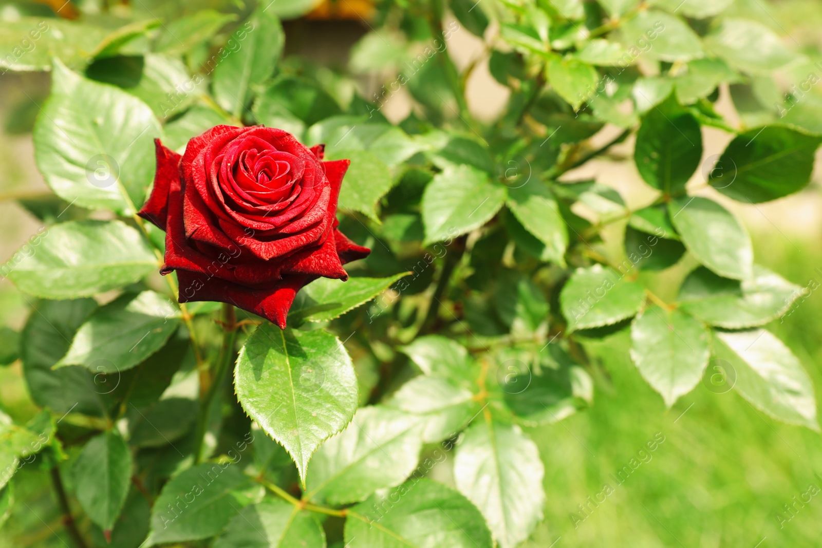 Photo of Beautiful blooming rose in garden on summer day, space for text