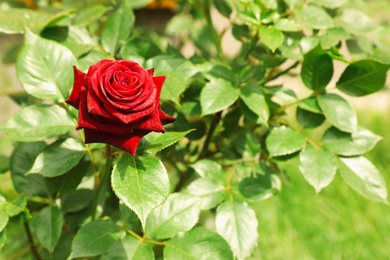 Photo of Beautiful blooming rose in garden on summer day, space for text