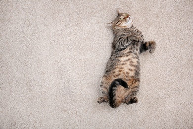 Photo of Cute cat resting on carpet at home, top view