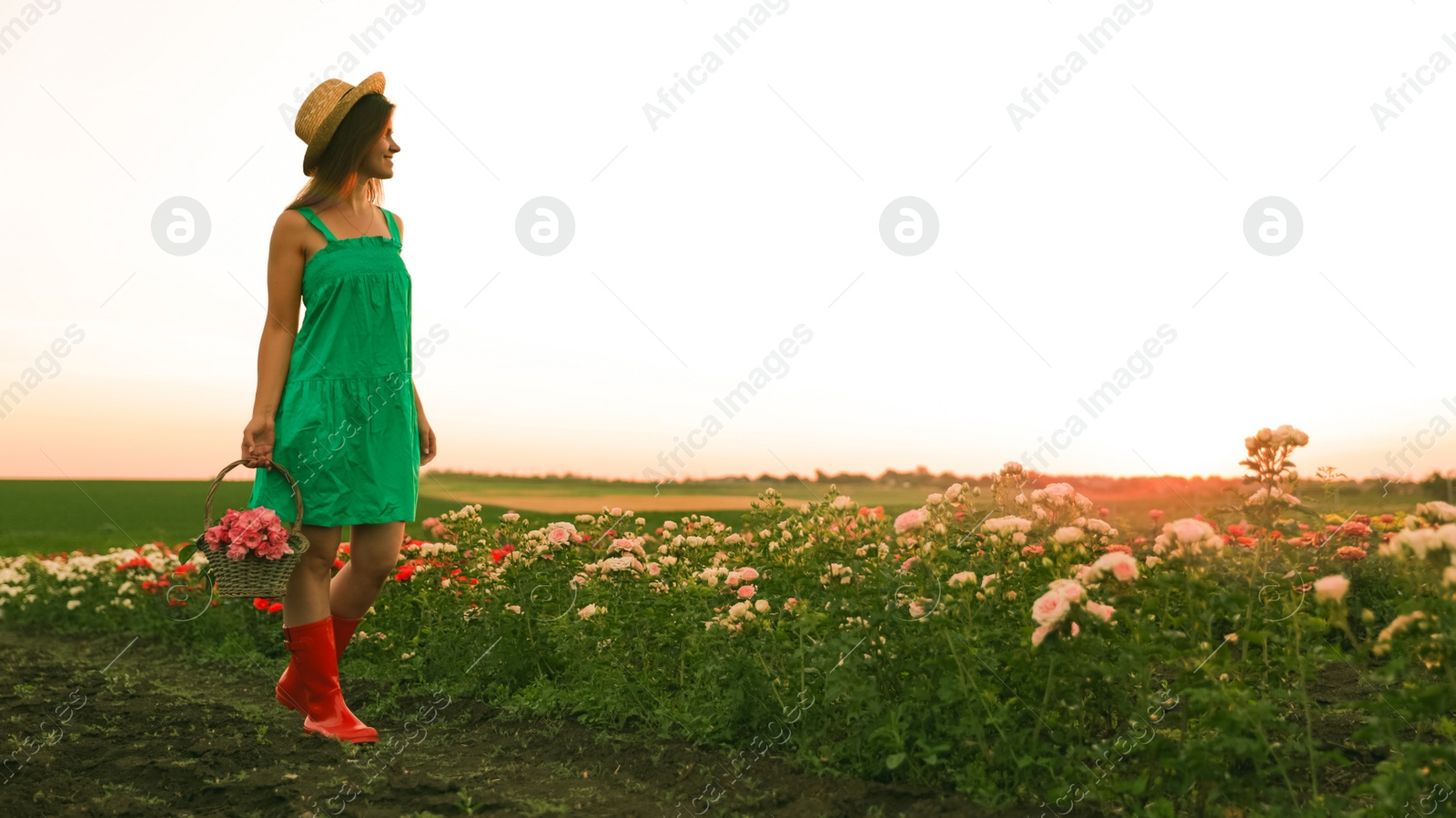 Photo of Woman with basket of roses in beautiful blooming field