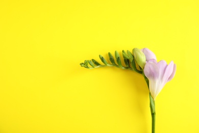 Photo of Beautiful freesia with fragrant flowers on color background, top view. Space for text