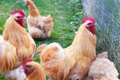 Photo of Beautiful ginger hens walking in zoo outdoors