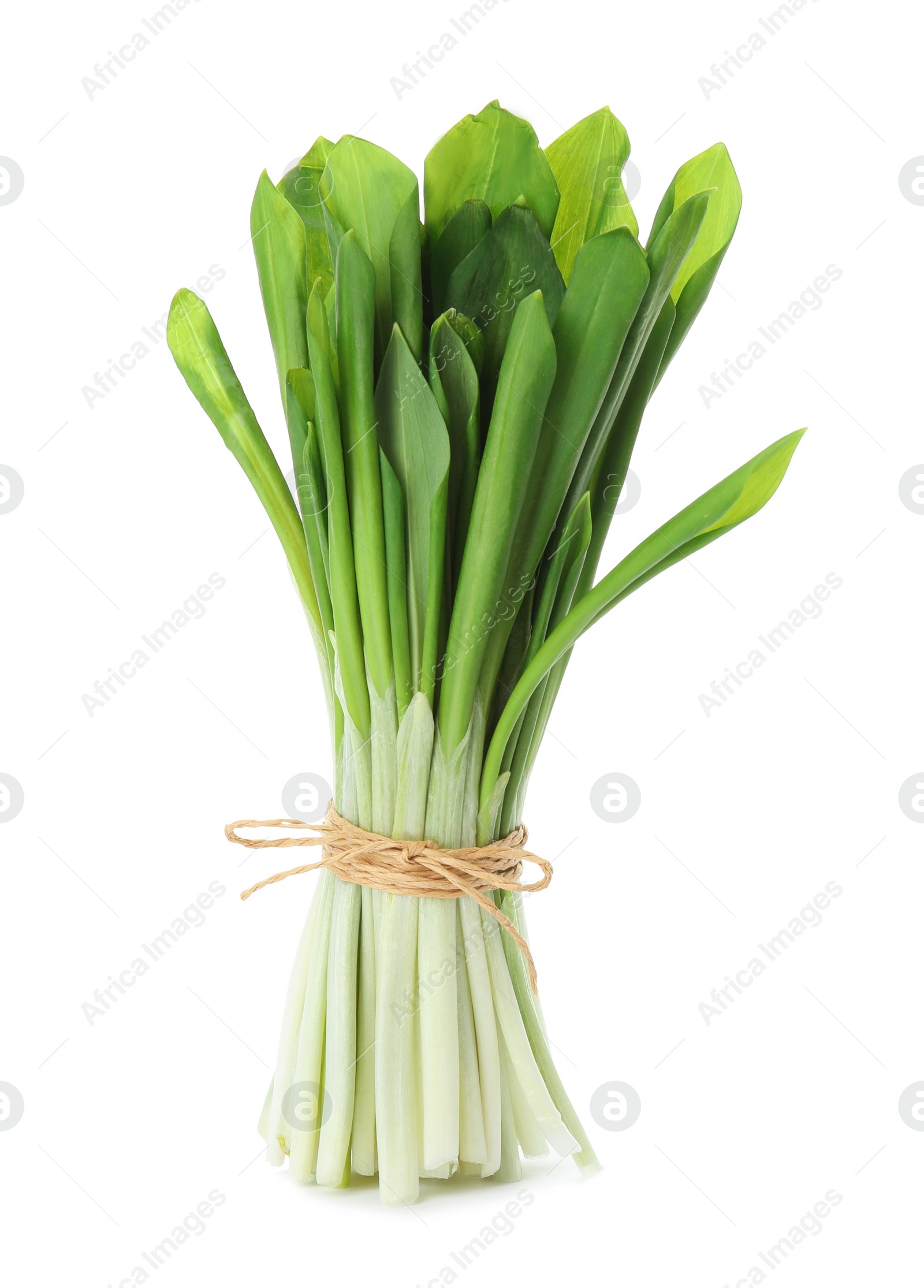 Photo of Bunch of wild garlic or ramson isolated on white