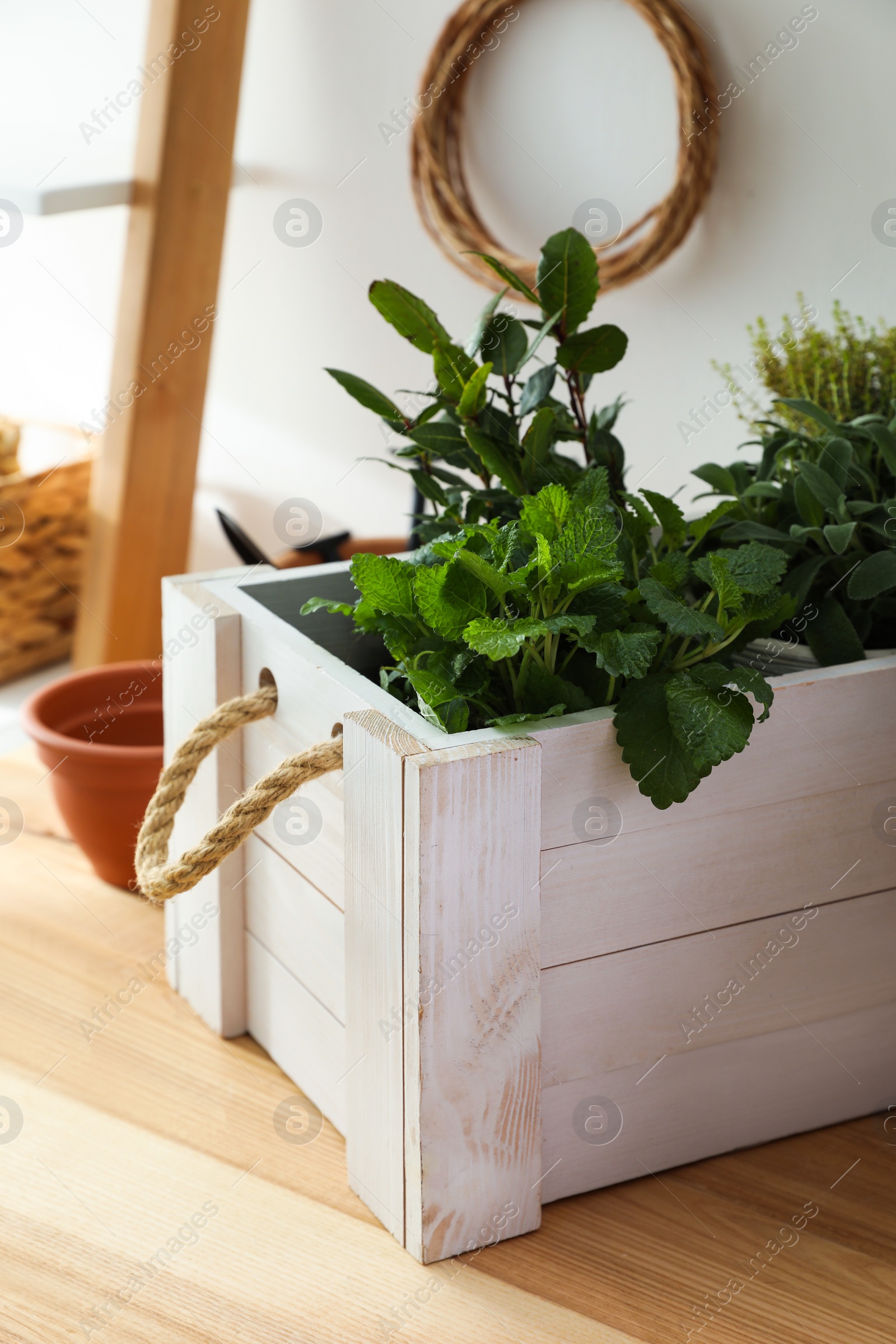 Photo of Different aromatic potted herbs on wooden table indoors