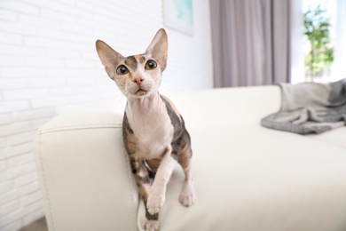 Adorable Sphynx cat on sofa at home, space for text. Cute friendly pet