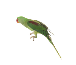 Beautiful bright Alexandrine parakeet isolated on white