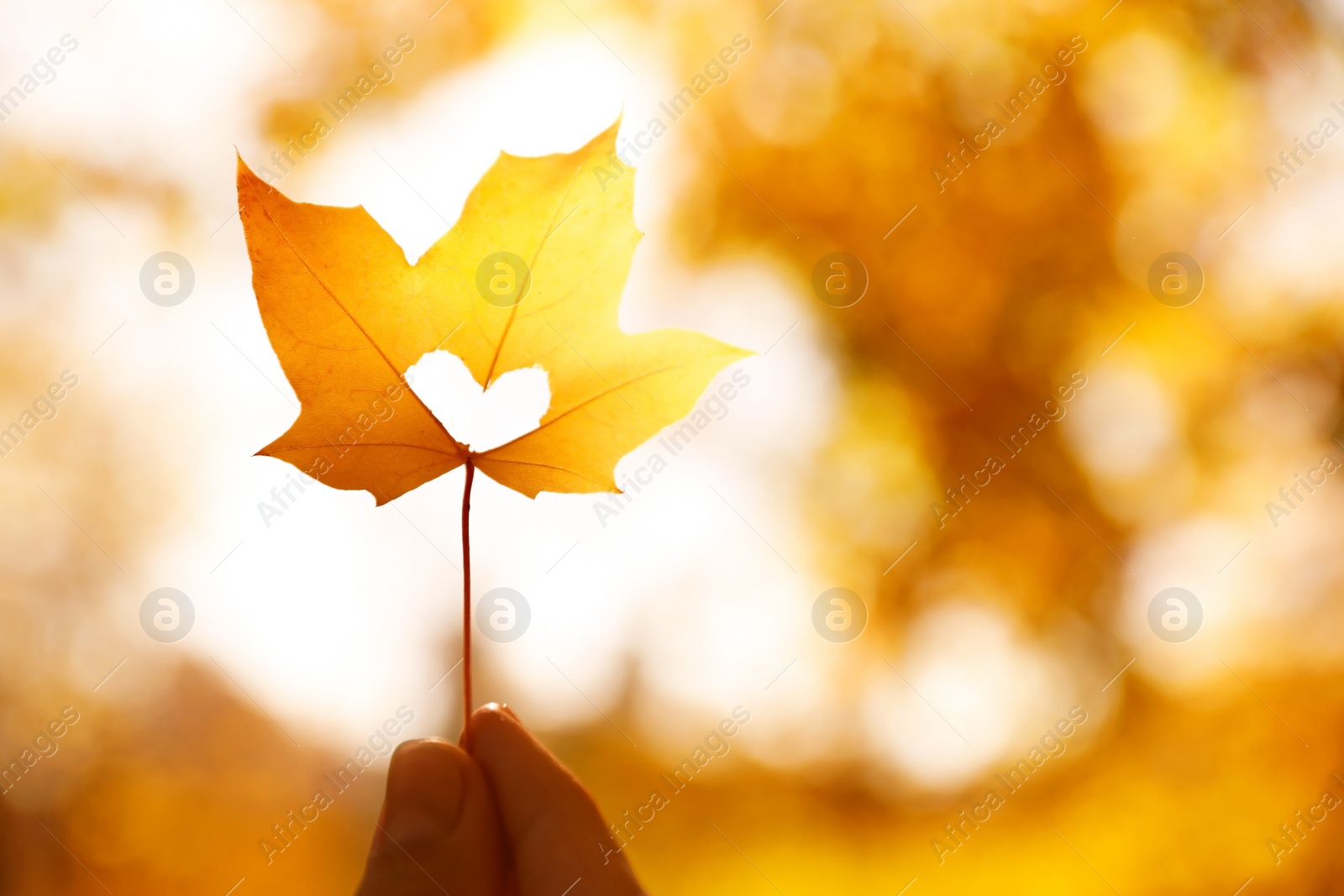 Photo of Woman holding sunlit leaf with heart shaped hole outdoors, closeup. Autumn season