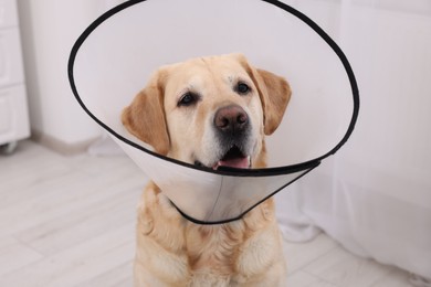 Cute Labrador Retriever with protective cone collar at home