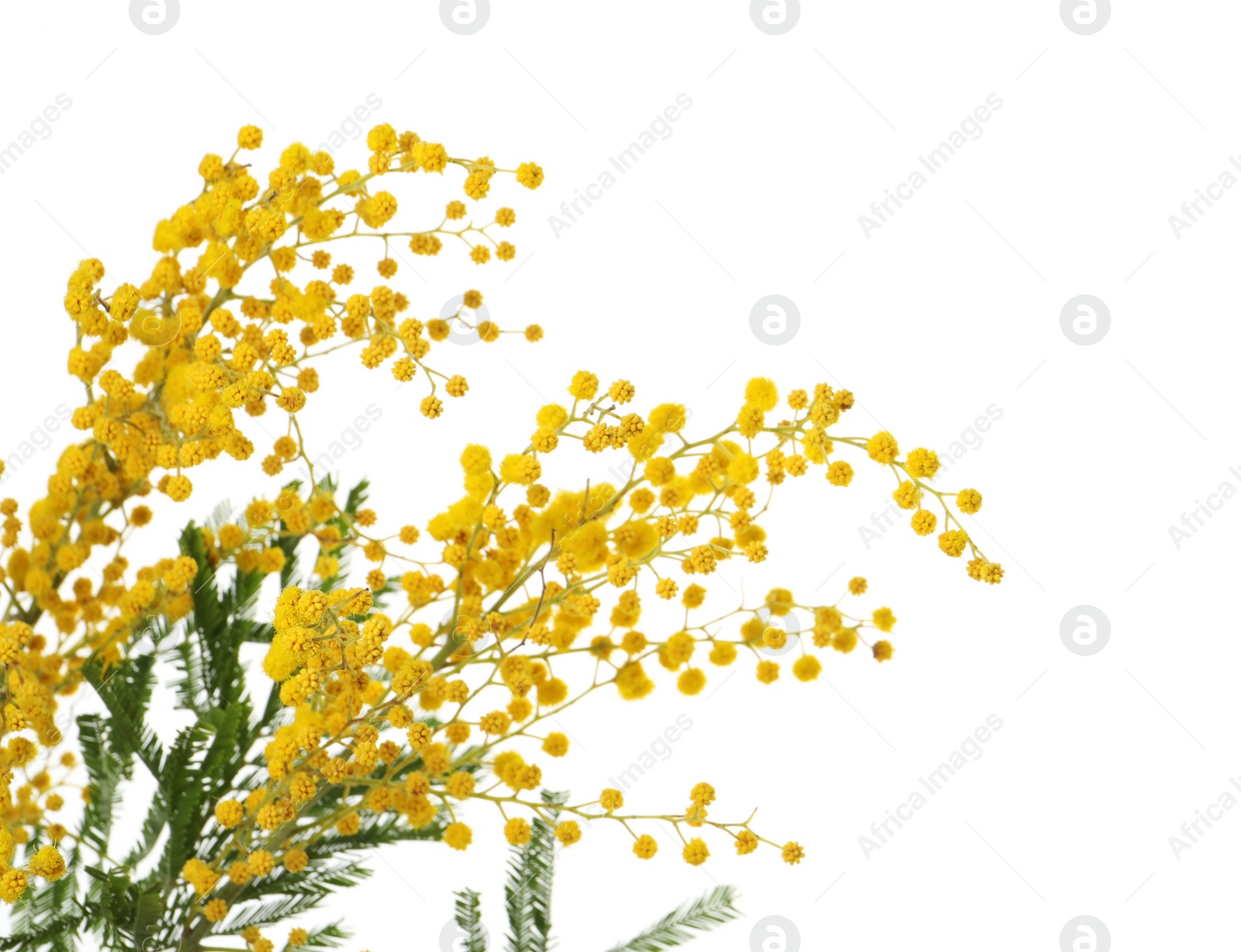 Photo of Beautiful mimosa plant with yellow flowers on white background