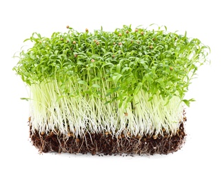 Fresh organic microgreen seeds on white background