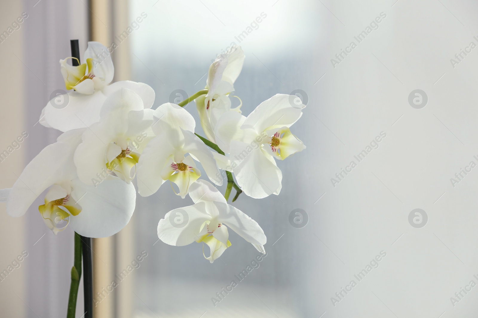 Photo of Branch with beautiful orchid flowers near window, closeup. Space for text