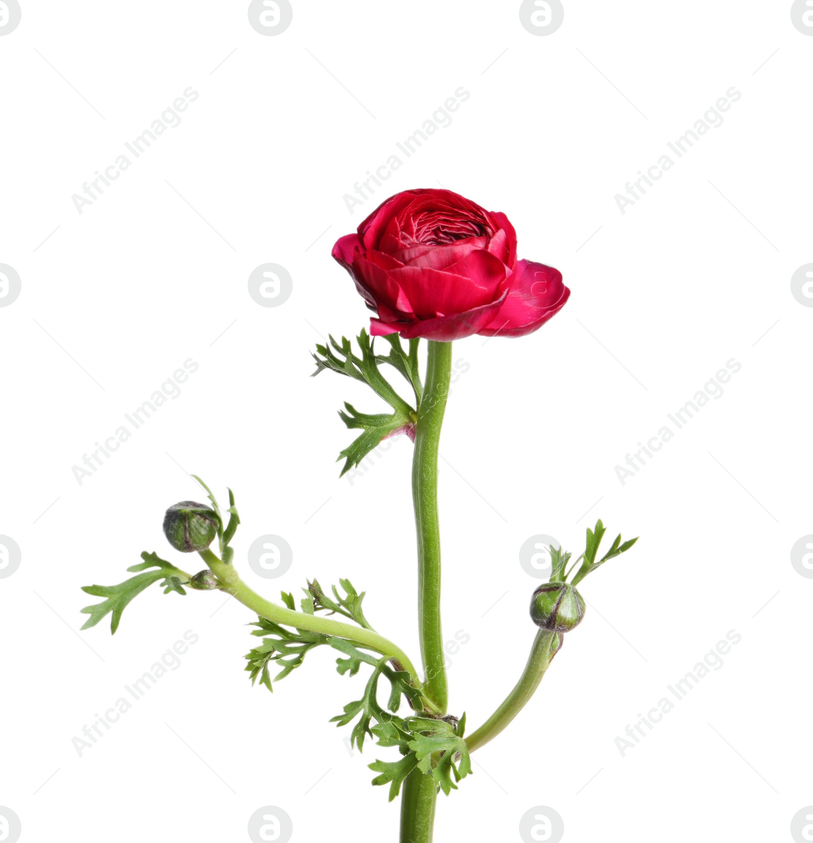 Photo of Beautiful fresh ranunculus flower isolated on white