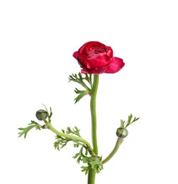 Photo of Beautiful fresh ranunculus flower isolated on white