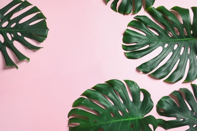 Photo of Green fresh monstera leaves on color background, flat lay with space for text. Tropical plant