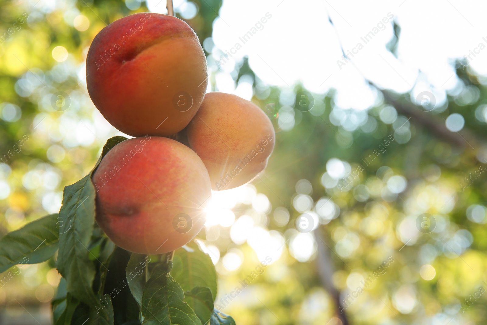 Photo of Ripe peaches on tree branch in garden. Space for text