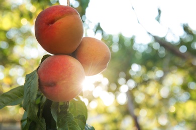 Photo of Ripe peaches on tree branch in garden. Space for text