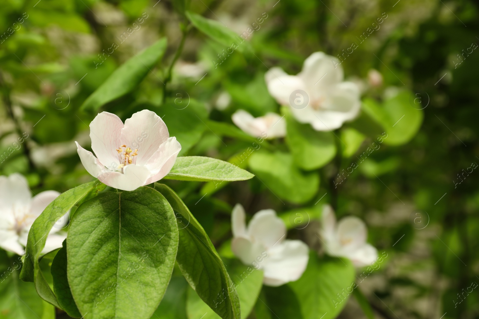 Photo of Blossoming quince tree outdoors, closeup view. Springtime