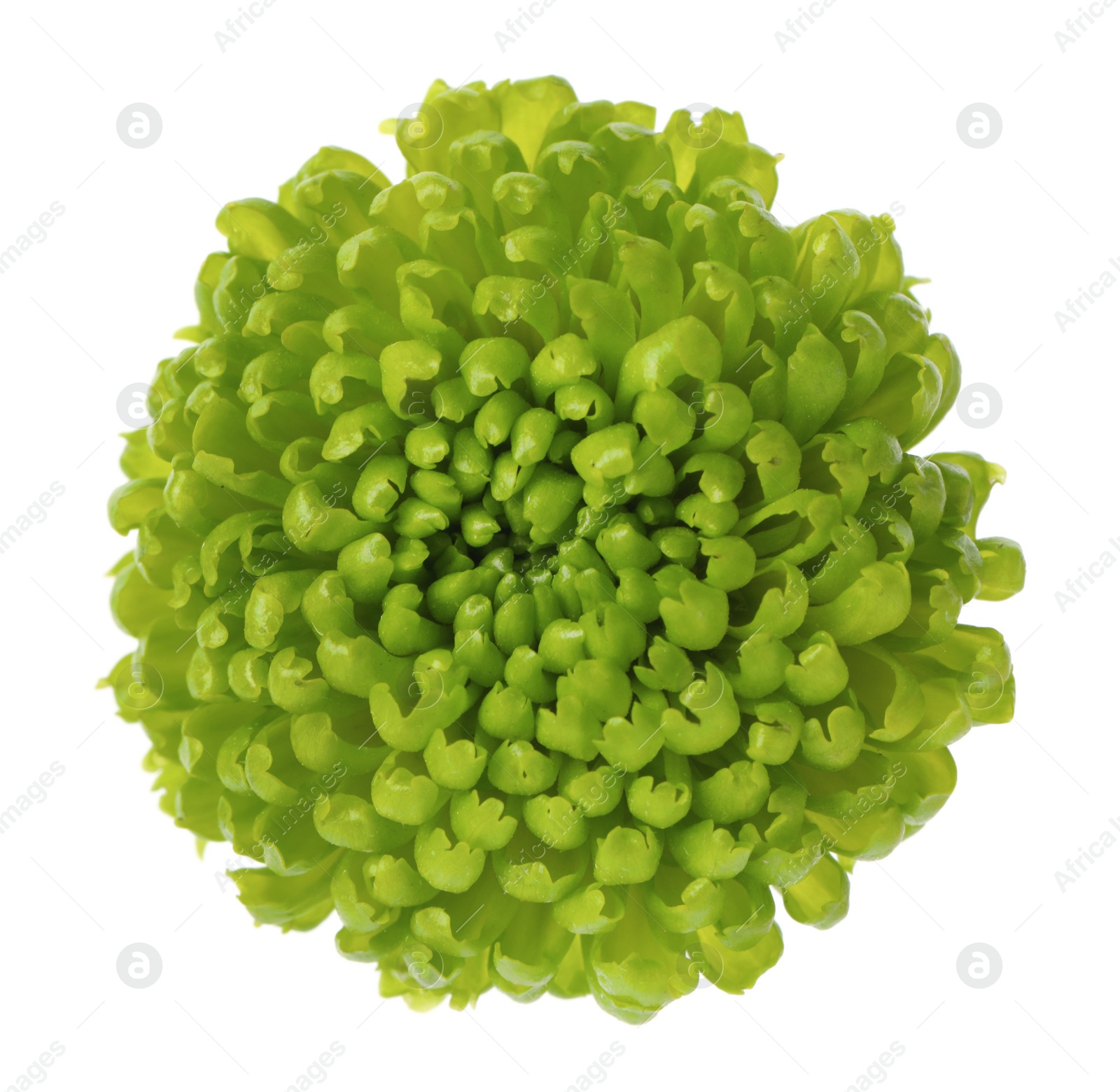 Photo of Beautiful green chrysanthemum flower isolated on white