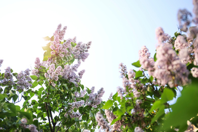 Photo of Closeup view of beautiful blooming lilac shrub outdoors