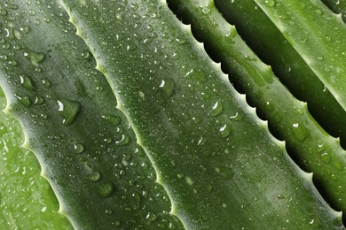 Fresh aloe vera leaves with water drops as background, top view