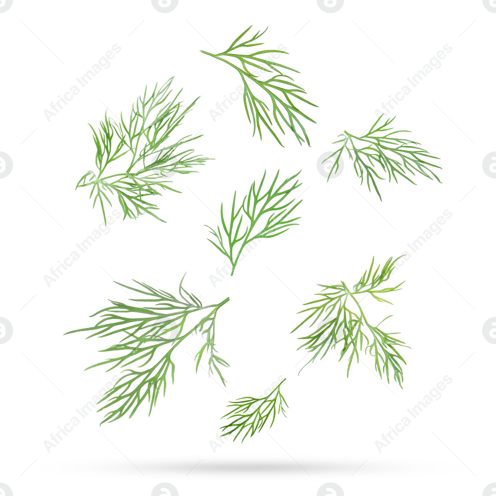 Image of Fresh green dill falling on white background