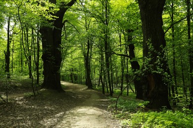 Photo of Beautiful landscape with pathway among tall trees in park