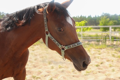 Photo of Bay horse in paddock on sunny day. Beautiful pet