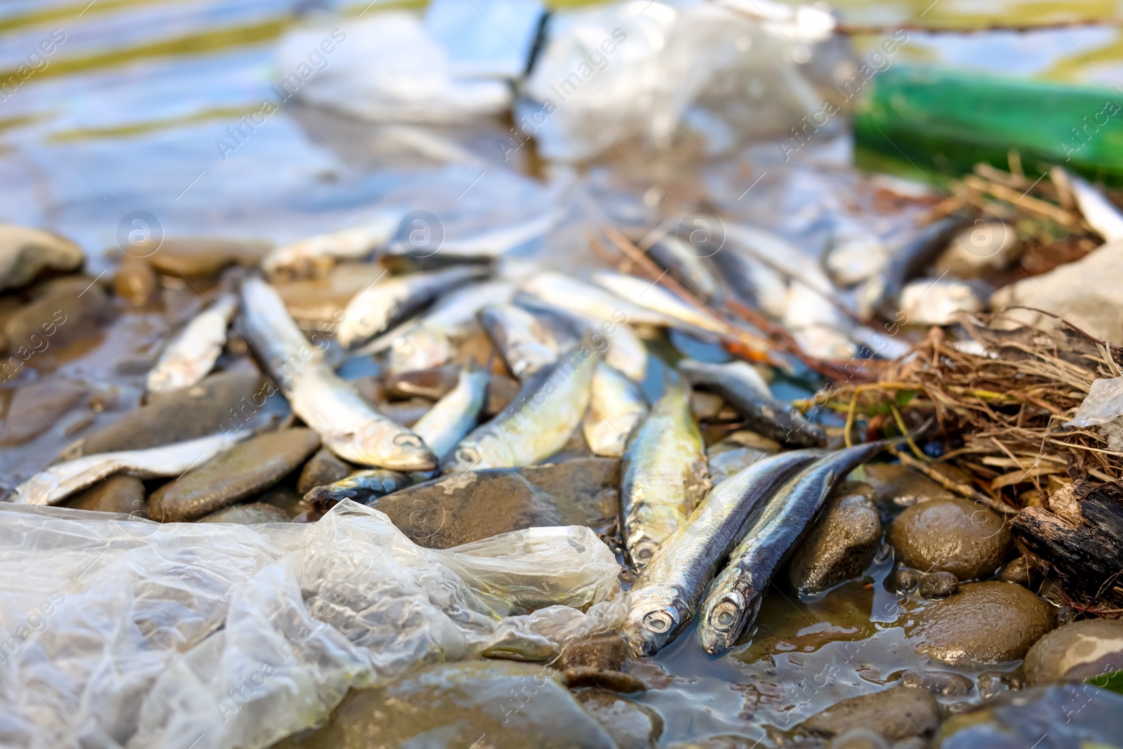 Photo of Dead fishes and trash near river. Environmental pollution concept