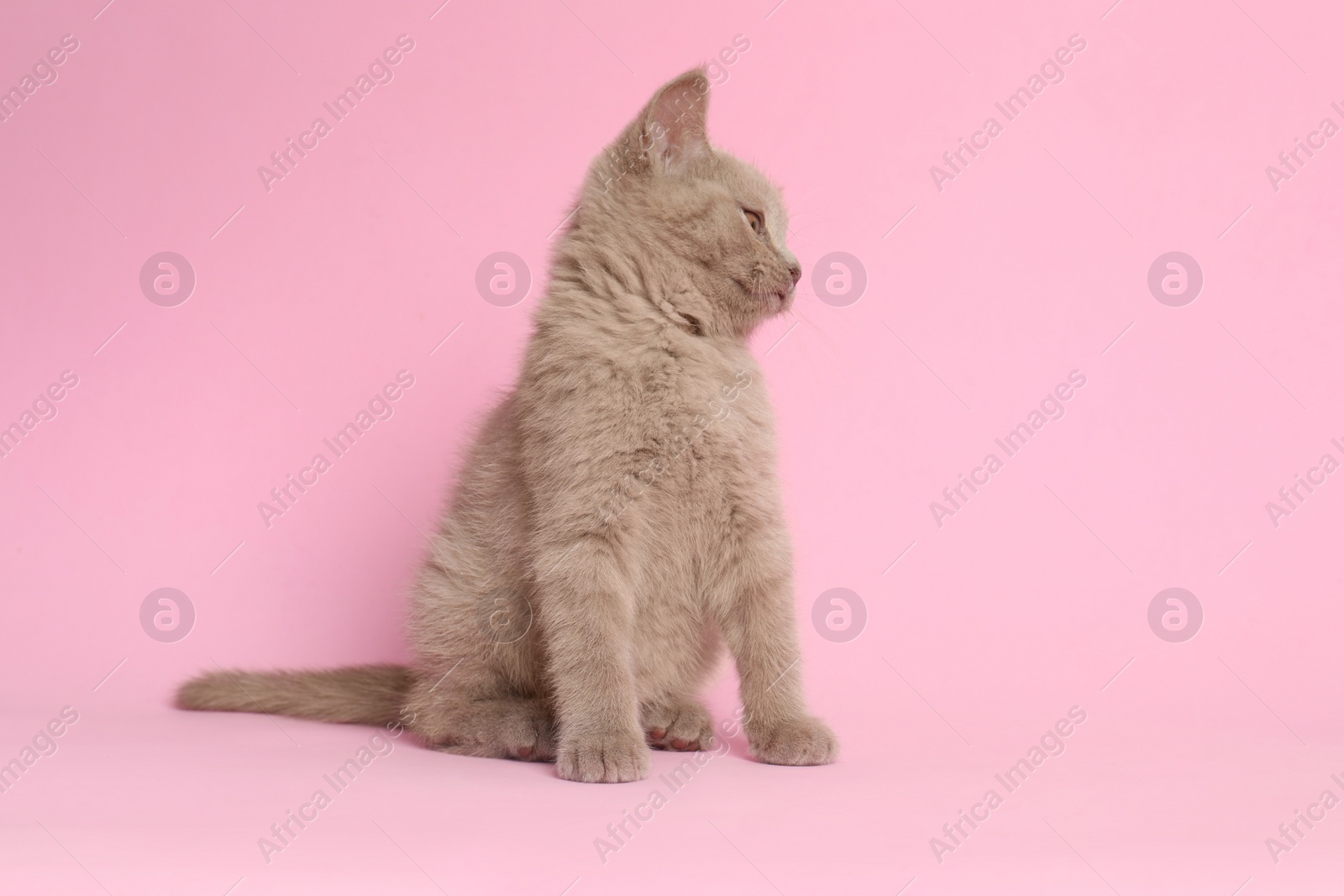 Photo of Scottish straight baby cat on pink background