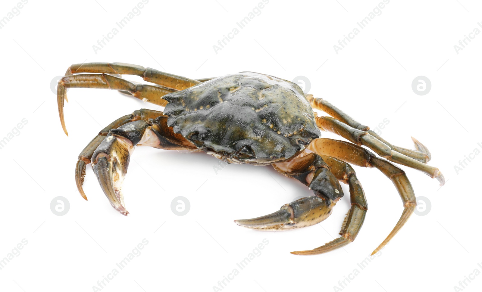 Photo of One fresh raw crab isolated on white