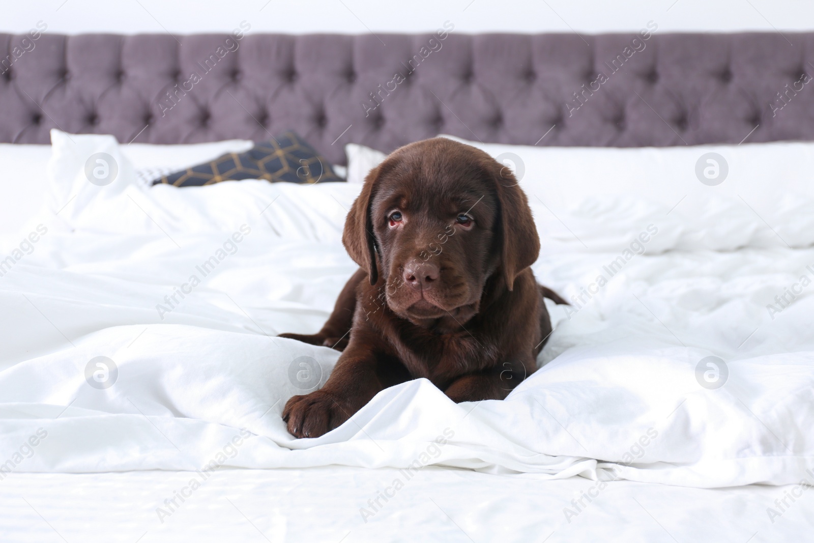 Photo of Cute Labrador retriever puppy on bed at home. Friendly dog