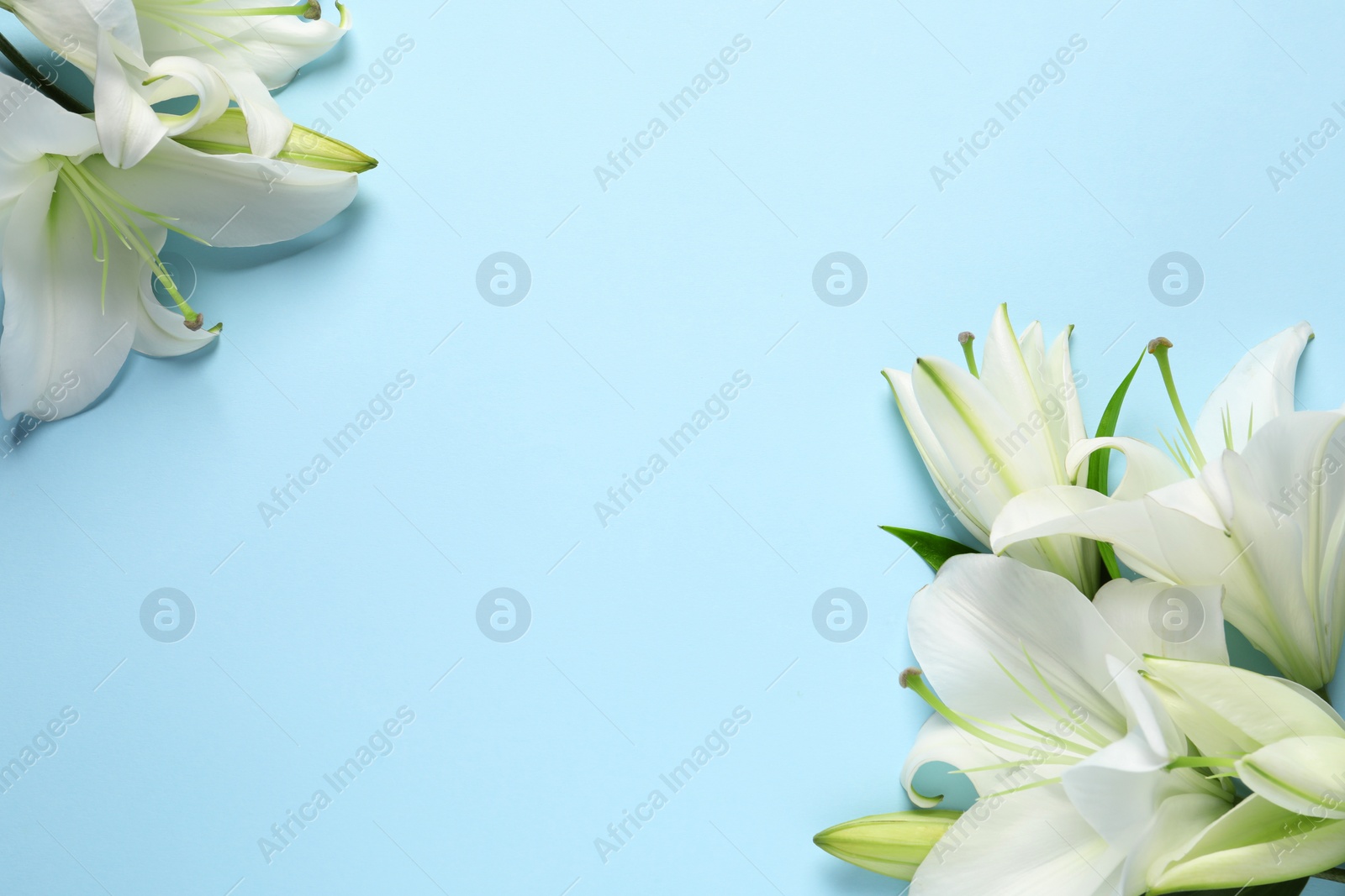 Photo of Beautiful white lily flowers on light blue background, flat lay. Space for text