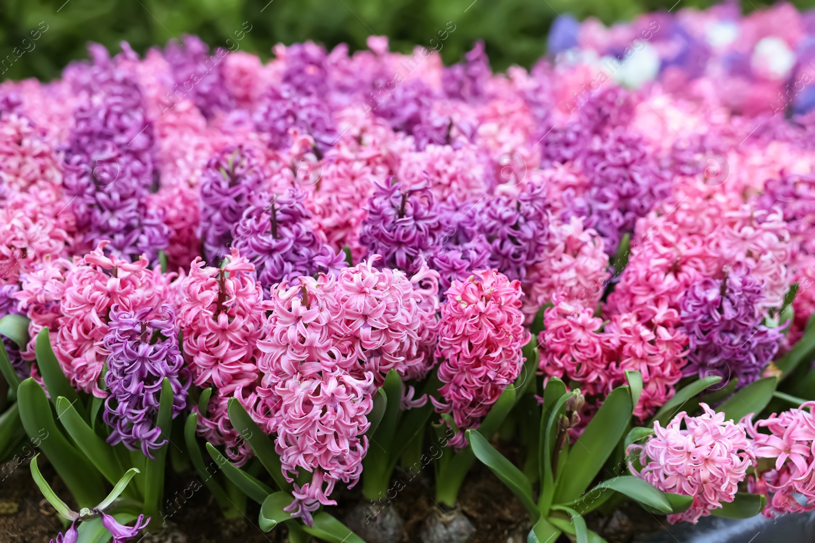 Photo of Many beautiful hyacinth flowers growing outdoors, closeup. Spring season