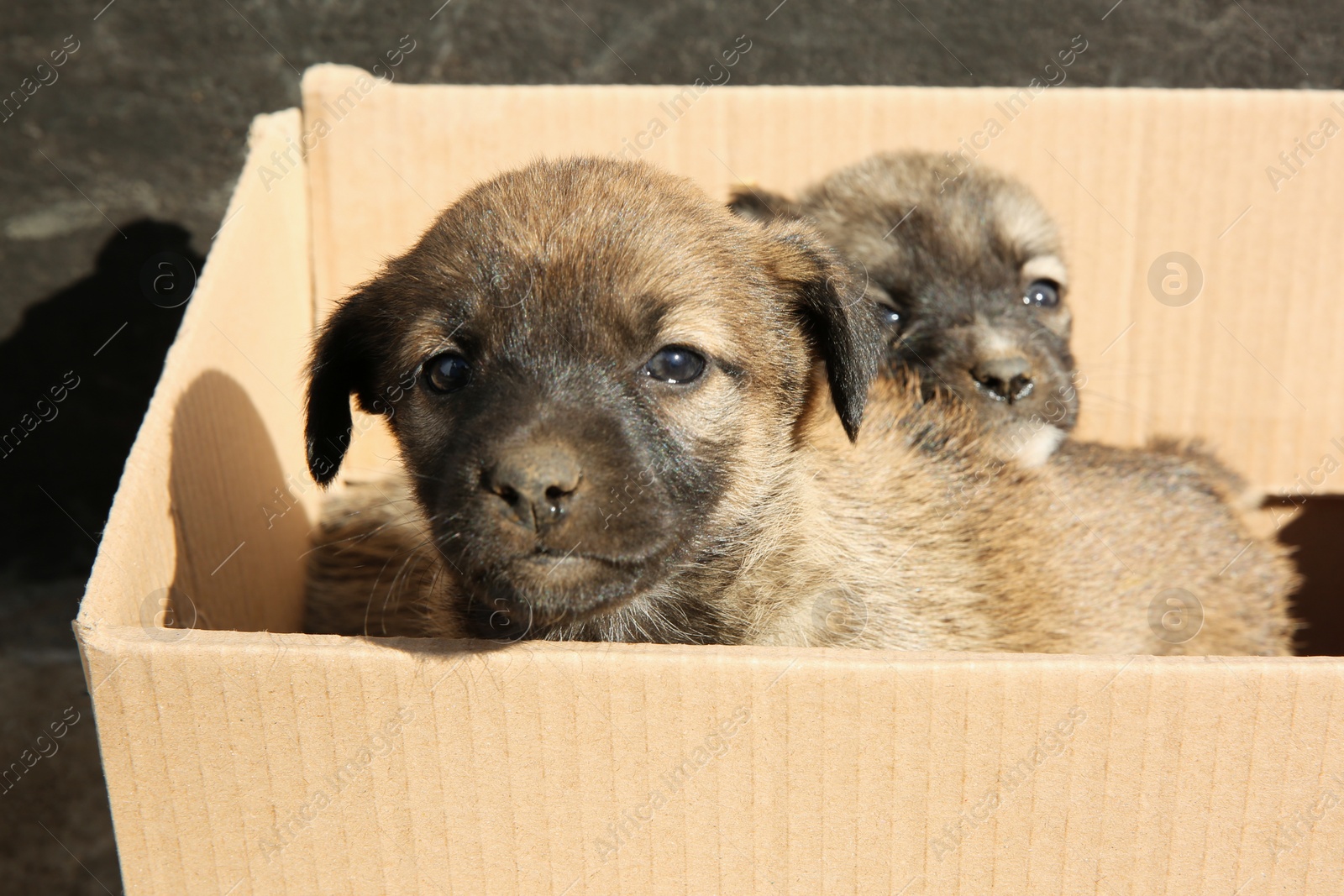 Photo of Stray puppies in cardboard box outdoors. Baby animals