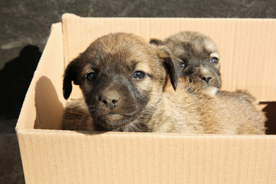 Photo of Stray puppies in cardboard box outdoors. Baby animals