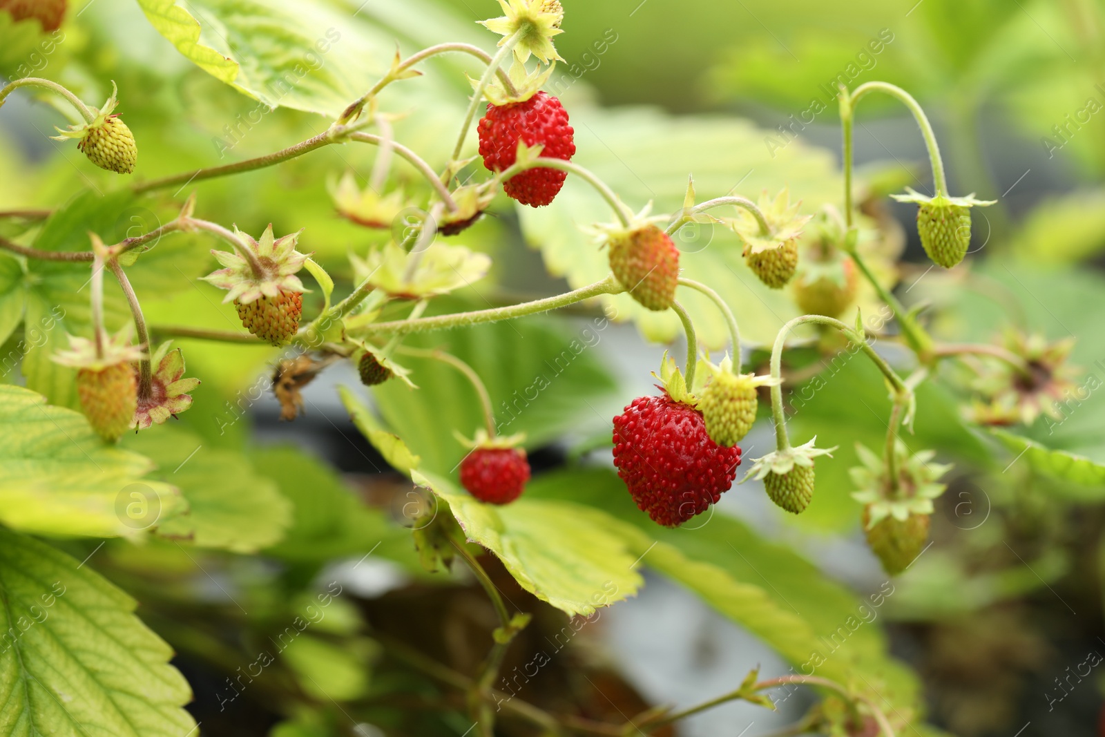 Photo of Small wild strawberries growing outdoors. Seasonal berries