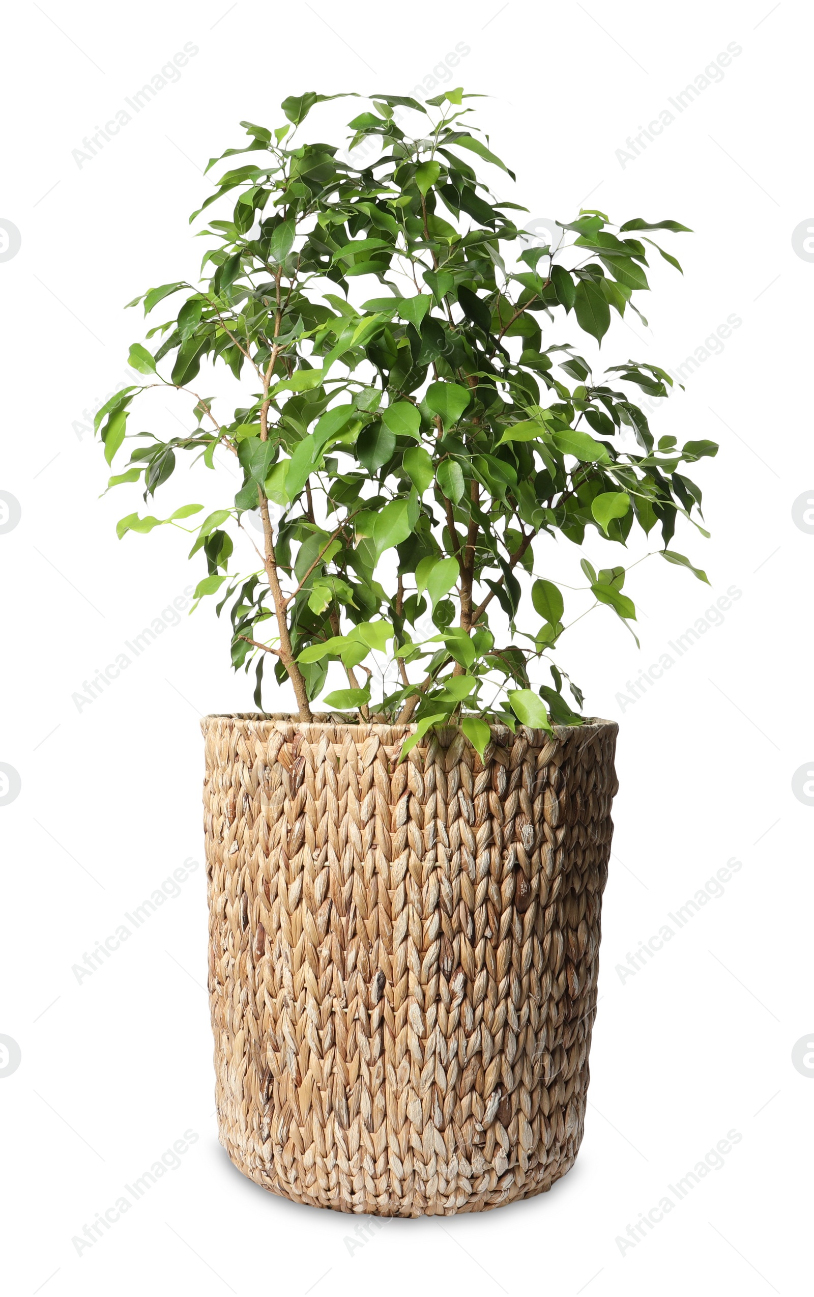 Photo of Beautiful ficus plant in pot on white background. House decor