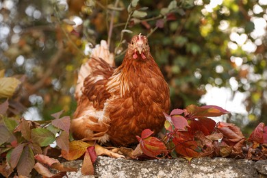 Photo of Beautiful chicken on stone fence in farmyard. Domestic animal