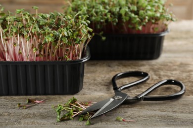 Photo of Fresh radish microgreens in plastic containers and scissors on wooden table