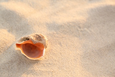 Photo of Sandy beach with beautiful seashell on summer day. Space for text