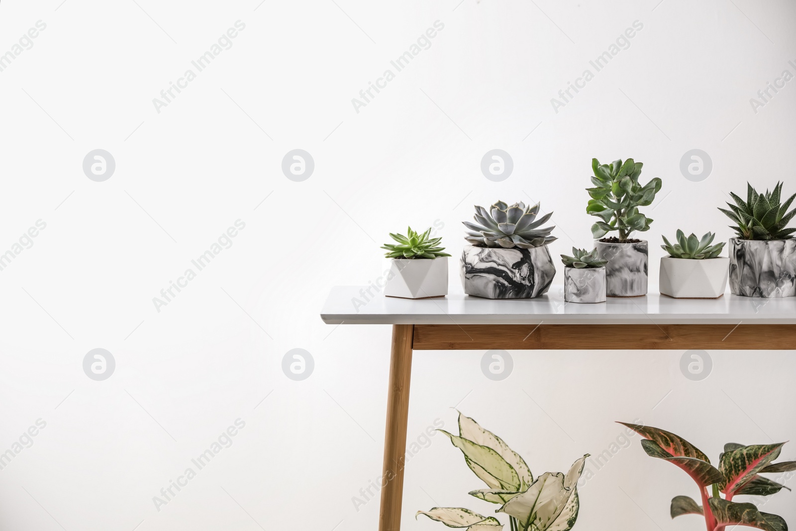 Photo of Beautiful potted succulents on table, space for text. Interior decoration