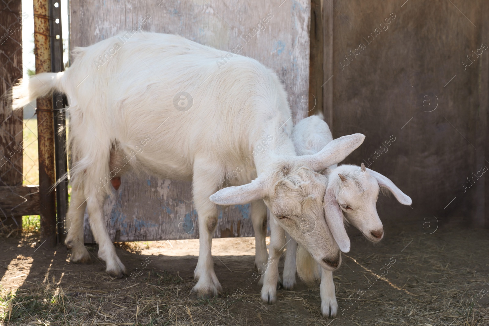 Photo of Cute domestic goats on farm. Animal husbandry