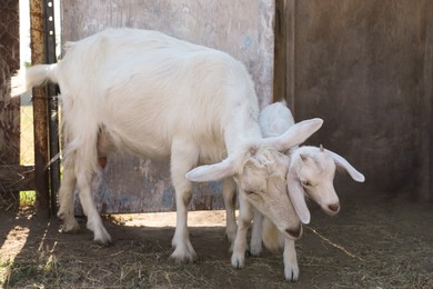 Photo of Cute domestic goats on farm. Animal husbandry