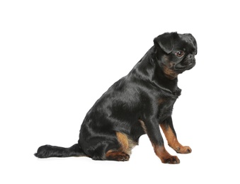 Photo of Adorable black Petit Brabancon dog sitting on white background