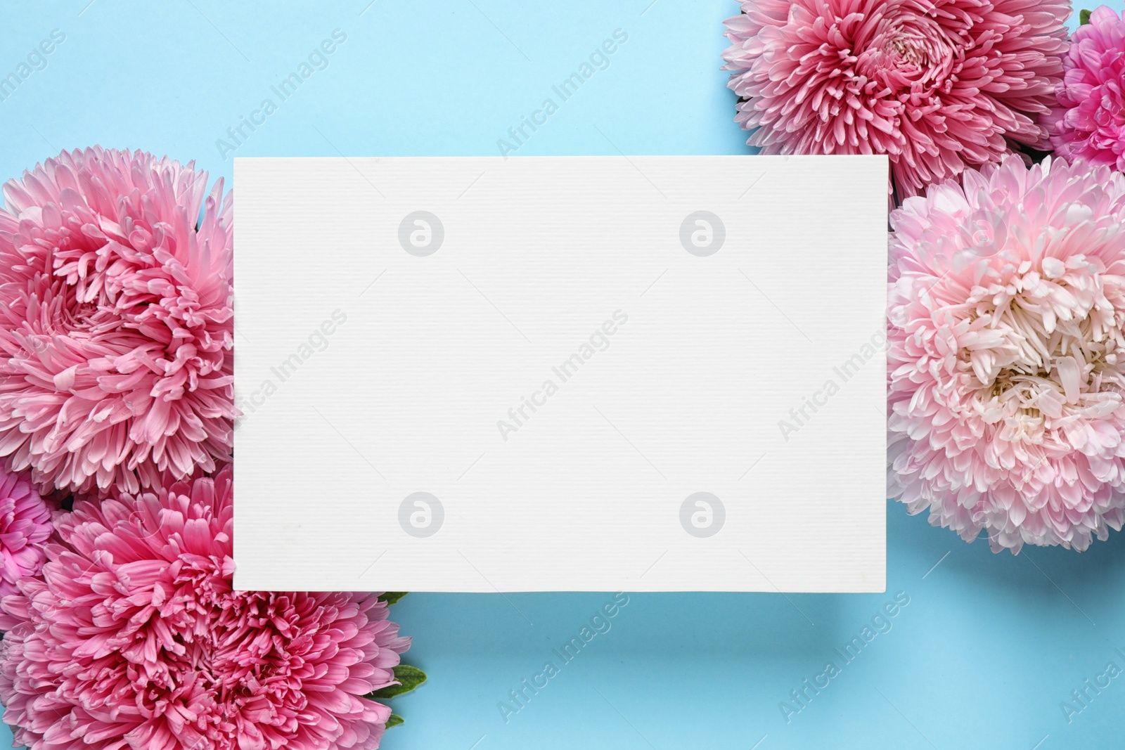 Photo of Flat lay composition with beautiful aster flowers and blank card on light blue background. Space for text