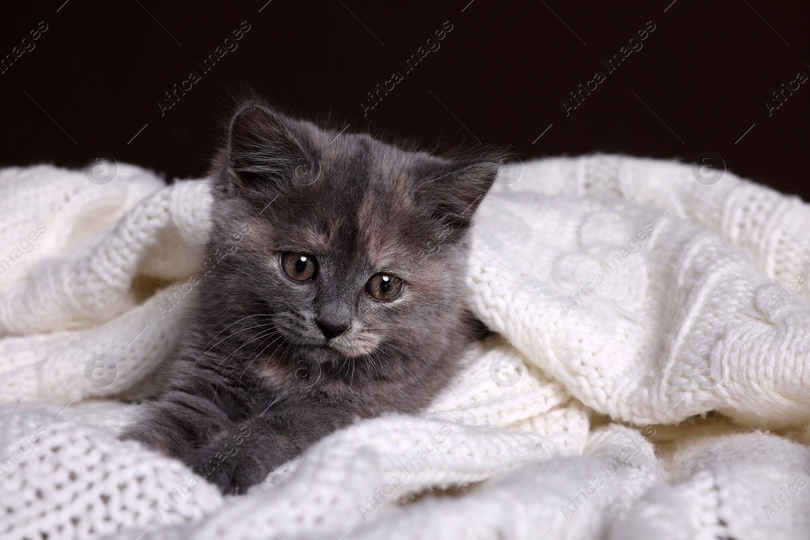 Photo of Cute fluffy kitten in white knitted blanket against dark background