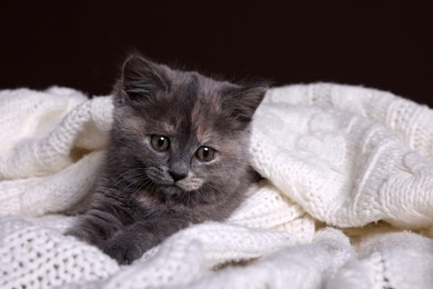 Photo of Cute fluffy kitten in white knitted blanket against dark background
